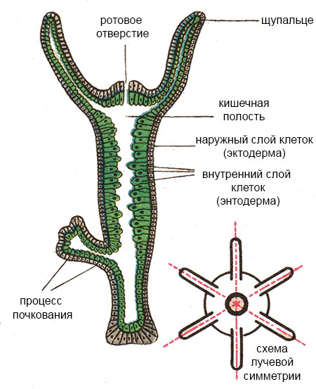 Кто создал кракен